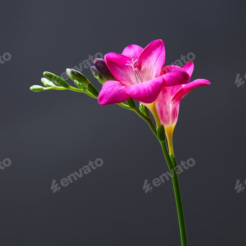 Preview: Beautiful freesia flower on dark background