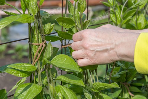Preview: a woman tie up a climbing plant