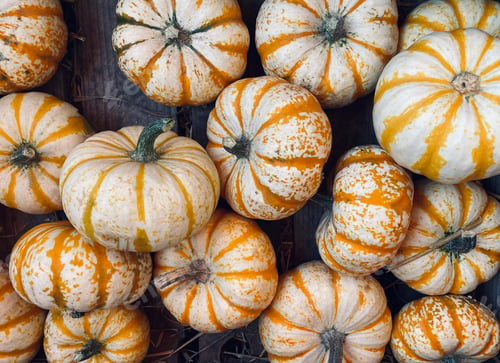 Preview: Pumpkin