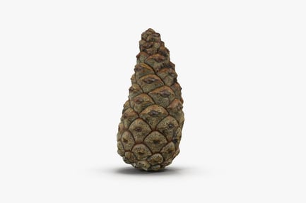 Preview: Closed Fir Cone - Detailed Scales