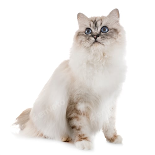 Preview: birman kitten in studio