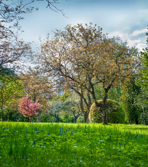 Preview: Brighy flowering time of decorative trees, spring lawn in the park, sun rays