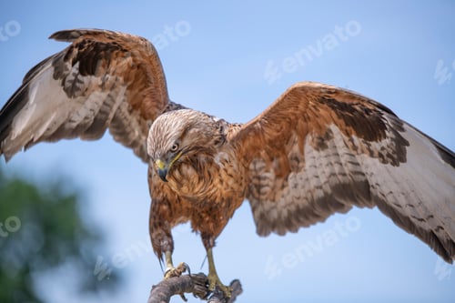 Preview: Closeup shot of a sharp-shinned shawk on the blurry background