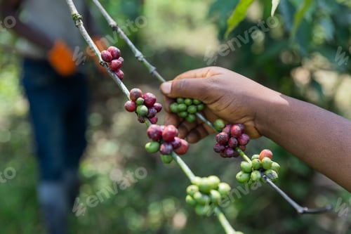 Preview: An African farmer harvests ripe coffee, close-up of her hand