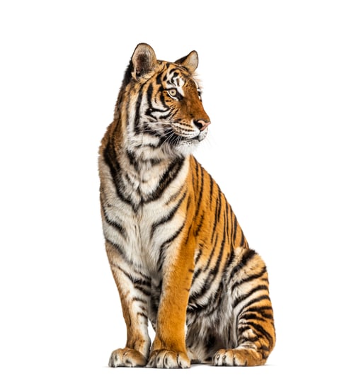Preview: Tiger
