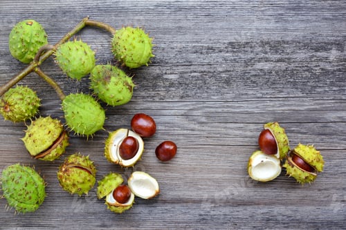 Preview: Chestnut on old wooden background with copy space for your text.