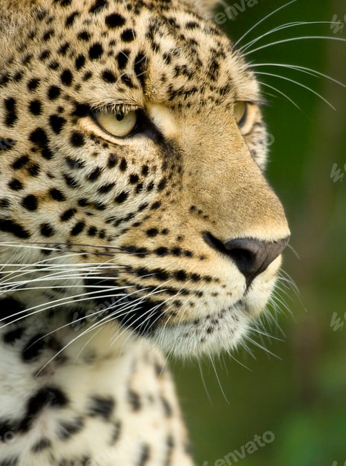 Preview: Leopard in the serengeti national reserve