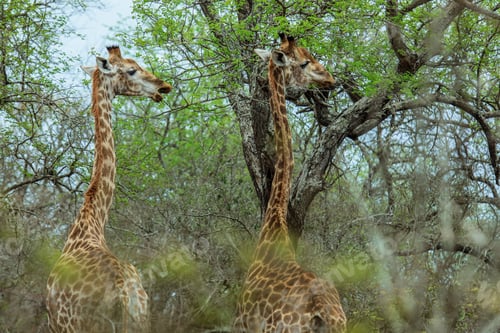 Preview: Giraffes grazing peacefully among trees in the lush landscape of a national park