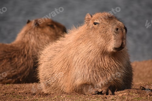 Preview: Cute furry capybaras on the lakeshore in a park