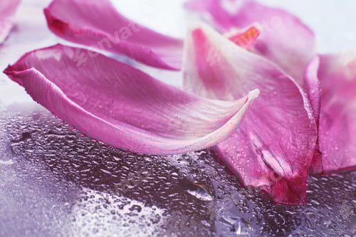 Preview: close up pink fresh flowers tulips with water drops on glass surface