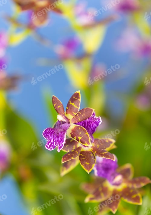 Preview: Beautiful Colorful Orchid In A Botanic Garden