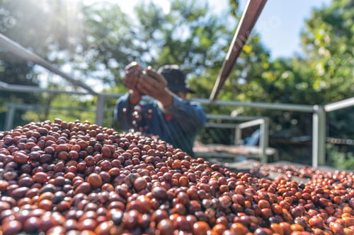 Preview: Farmer use hand turn coffee beans upside down berries drying natural process under sun light
