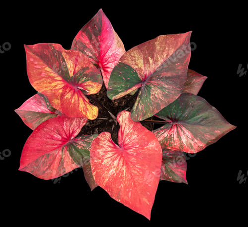 Preview: Beautiful colorful caladium on Black background isolate with clipping path. Queen
