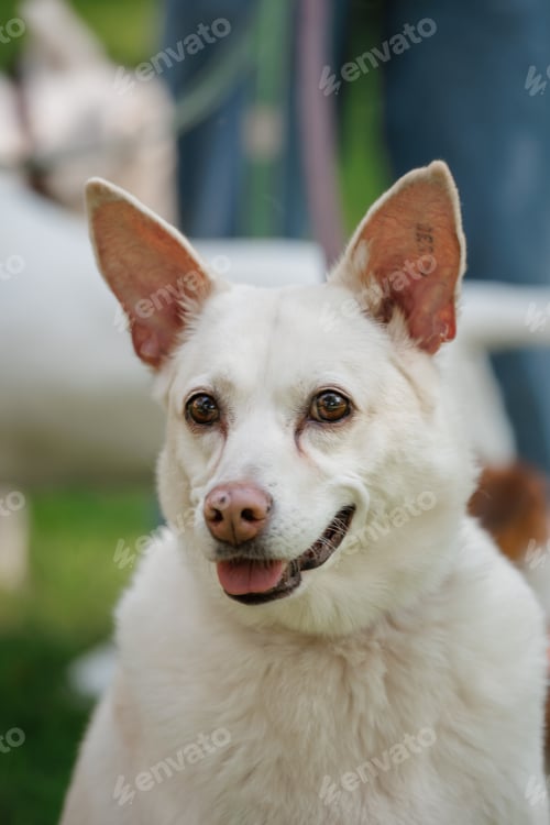 Preview: white dog on walk in park, pet on leash against green lawn