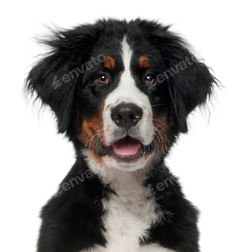 Preview: Bernese Mountain Dog, 5 months old, in front of white background