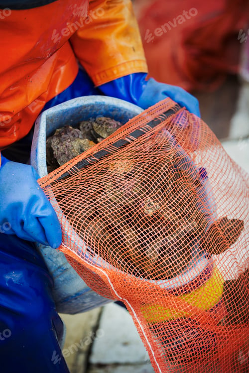 Preview: A fisherman pouring harvested oysters into a net bag for sale, traditional sustainable oyster