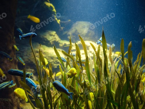 Preview: Tropical fish in aquarium in zoo