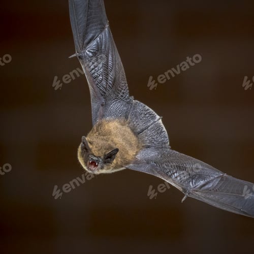 Preview: Flying Pipistrelle bat in front of brick wall square