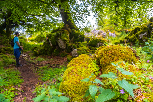 Preview: Natural fauna and flora of the forest on Mount Aizkorri