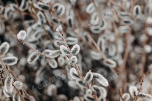 Preview: Closeup of pussy willow buds in spring