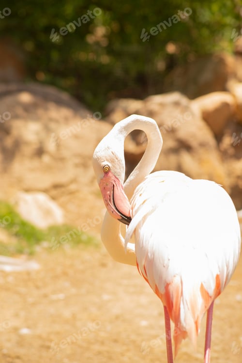 Preview: Beautiful elegant flamingo on a delicate beige background, Valecia, Spain, oceanography