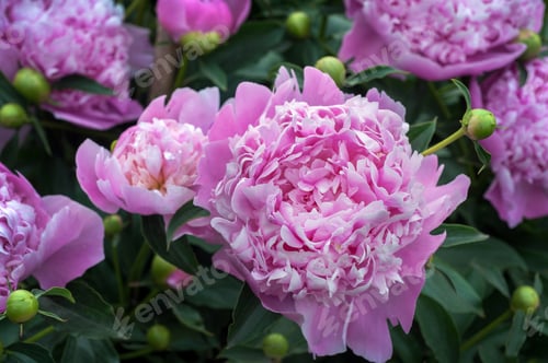 Preview: close up of rose petals of royal peony in the garden