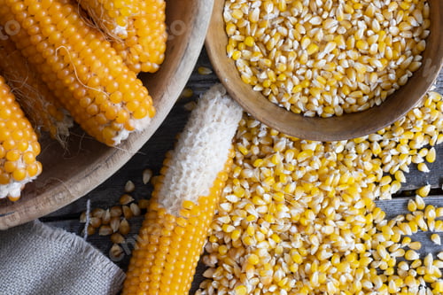 Preview: Harvesting Popcorn Kernels