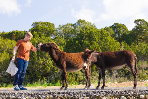 Preview: Young man feeding a wild donkeys out of hand. Wildlife, mammals, animals and nature concept