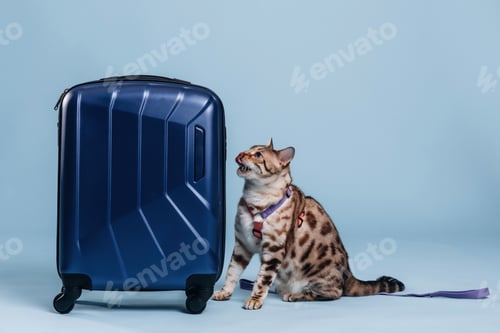 Preview: Playing with the suitcase. Beautiful Bengal cat against a light blue background
