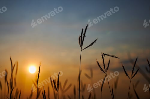 Preview: Grass with sky in the sunset