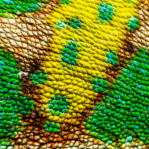 Preview: Macro, detail of a veiled chameleon skin and scales, Chamaeleo c