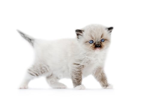 Preview: Ragdoll kitten isolated on white background