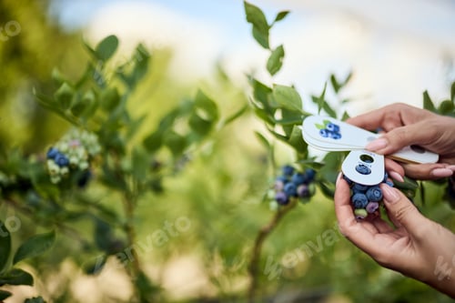 Preview: Female measuring the circumference of blueberries, first-class blueberries.