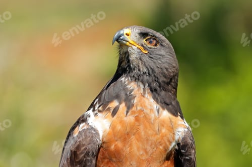 Preview: Jackal buzzard portrait - South Africa