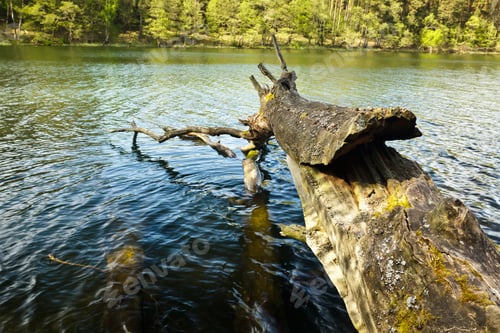 Preview: Branch in the lake
