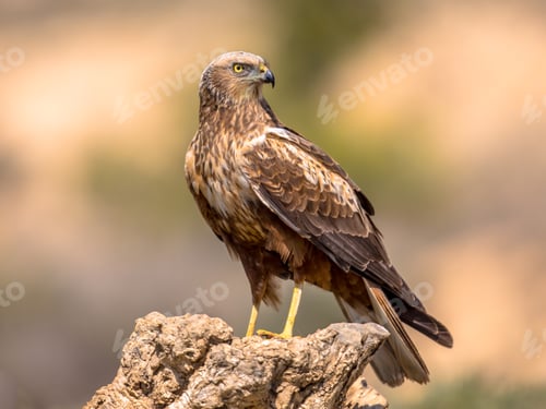 Preview: Marsh harrier male