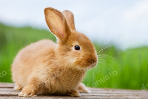 Preview: fluffy red rabbit on a nature background