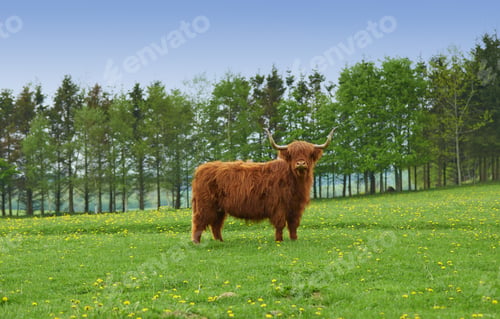 Preview: Shaggy yak in a spring meadow. A brown yak standing in a green pasture.