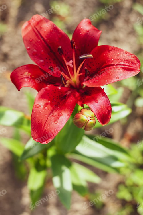 Preview: Large red lily flower in dew drops