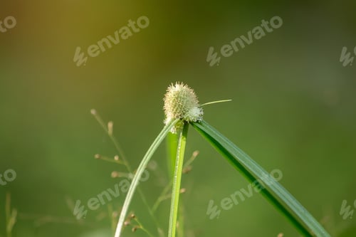 Preview: The pollen, the grass