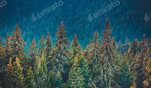 Preview: Pine tree forest in the mountains