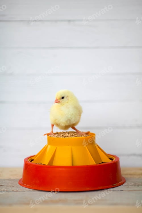 Preview: Close-up of a yellow chick on a feeder. Beautiful yellow little chick. Chicken feed.