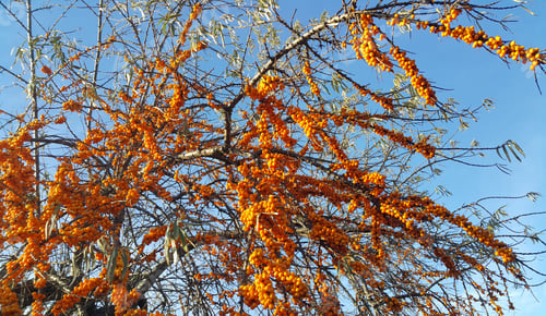 Preview: Sea buckthorn branches with ripe berries against the blue sky