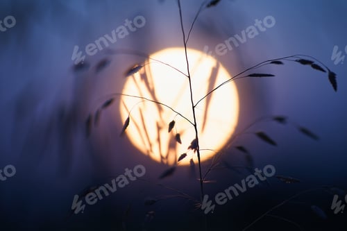 Preview: Plant and alight in the winter night