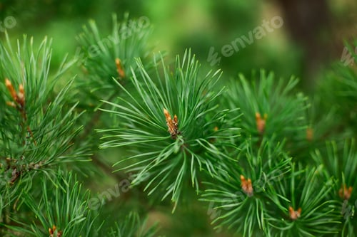 Preview: Close Up of Green Pine Tree Needles in a Forest