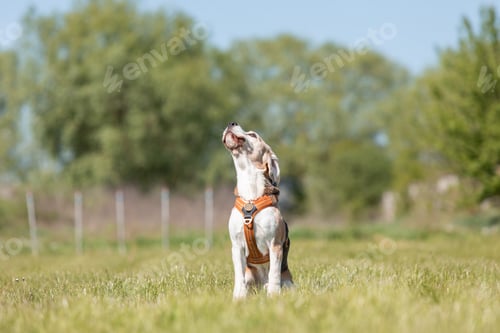 Preview: Beagle dog running and playing on the medow