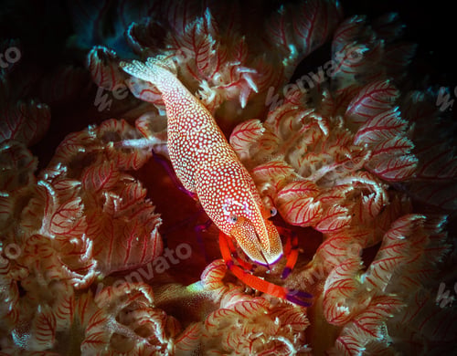 Preview: Colorful sea life underwater, shallow underwater seascape