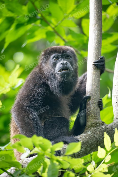 Preview: Close-up of a Howler monkey perched on a tree branch in a lush green forest.