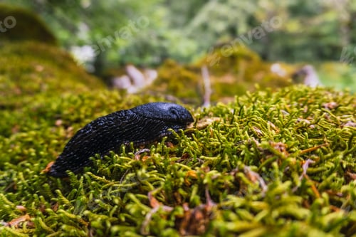 Preview: A black slug in the forest of Mount Aizkorri