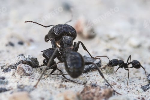 Preview: Closeup shot of ants on the ground